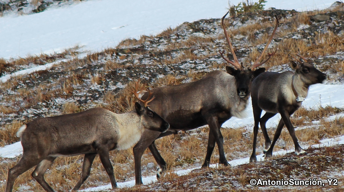 ©AntonioSunción,Y2